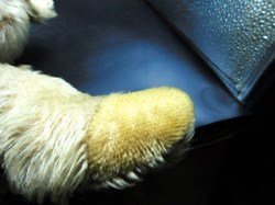 beige bear green ribbon paw